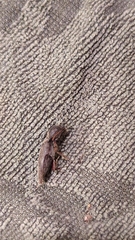 Diplostethus texanus