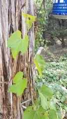 Vitis monticola