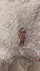 Diplostethus texanus