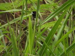 Sporophila nigricollis