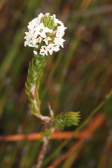 Epacris lanuginosa