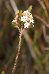 Epacris lanuginosa