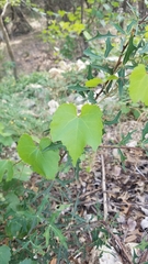 Vitis monticola