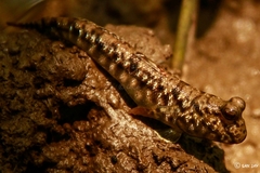 Periophthalmus variabilis