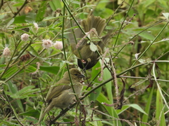 Tiaris olivaceus