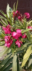Nerium oleander