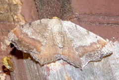 Macaria transitaria