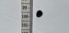 Nerita funiculata