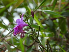 Bletia catenulata