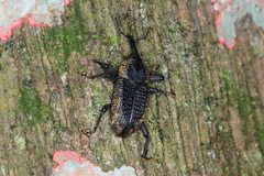 Homalinotus deplanatus