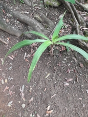 Pandanus amaryllifolius