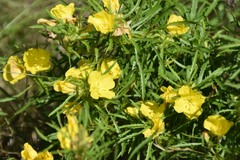Oenothera serrulata