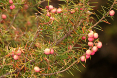 Leptecophylla pogonocalyx