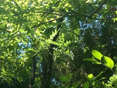 Styphnolobium affine