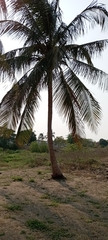 Arecaceae