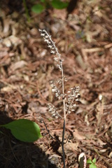 Perilla