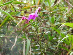 Bletia catenulata