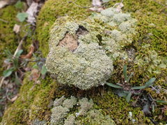 Phaeophyscia squarrosa
