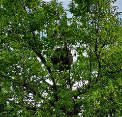 Brachygastra mellifica