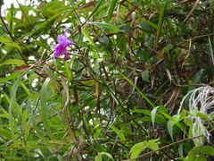 Bletia catenulata