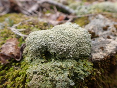 Phaeophyscia squarrosa