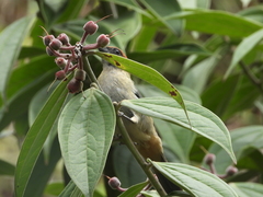 Stilpnia vitriolina