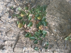Dichondra microcalyx