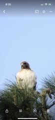 Buteo jamaicensis