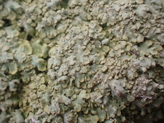 Phaeophyscia squarrosa