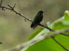 Chlorostilbon melanorhynchus