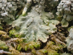Phaeophyscia squarrosa