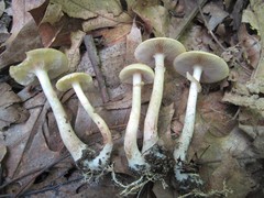 Agrocybe acericola