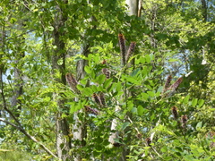 Amorpha herbacea