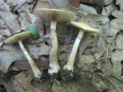 Agrocybe acericola