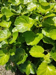 Polyscias scutellaria