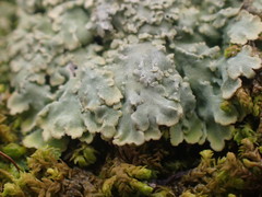 Phaeophyscia squarrosa