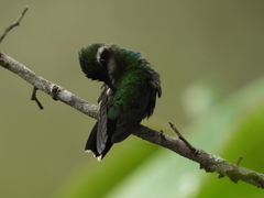 Chlorostilbon melanorhynchus