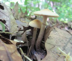 Agrocybe acericola