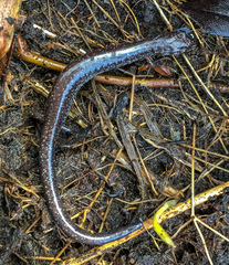 Plethodon electromorphus