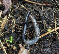 Plethodon electromorphus