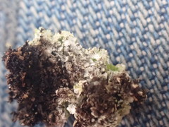 Phaeophyscia squarrosa