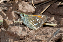 Hesperia woodgatei