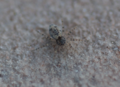 Oecobius maculatus