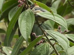 Stilpnia vitriolina