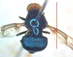 Panacris microdonta