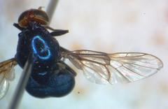 Panacris microdonta