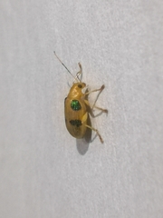 Metaxyonycha panamensis