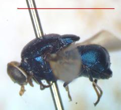 Panacris microdonta