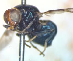 Panacris microdonta