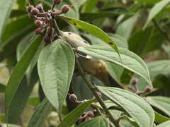 Stilpnia vitriolina